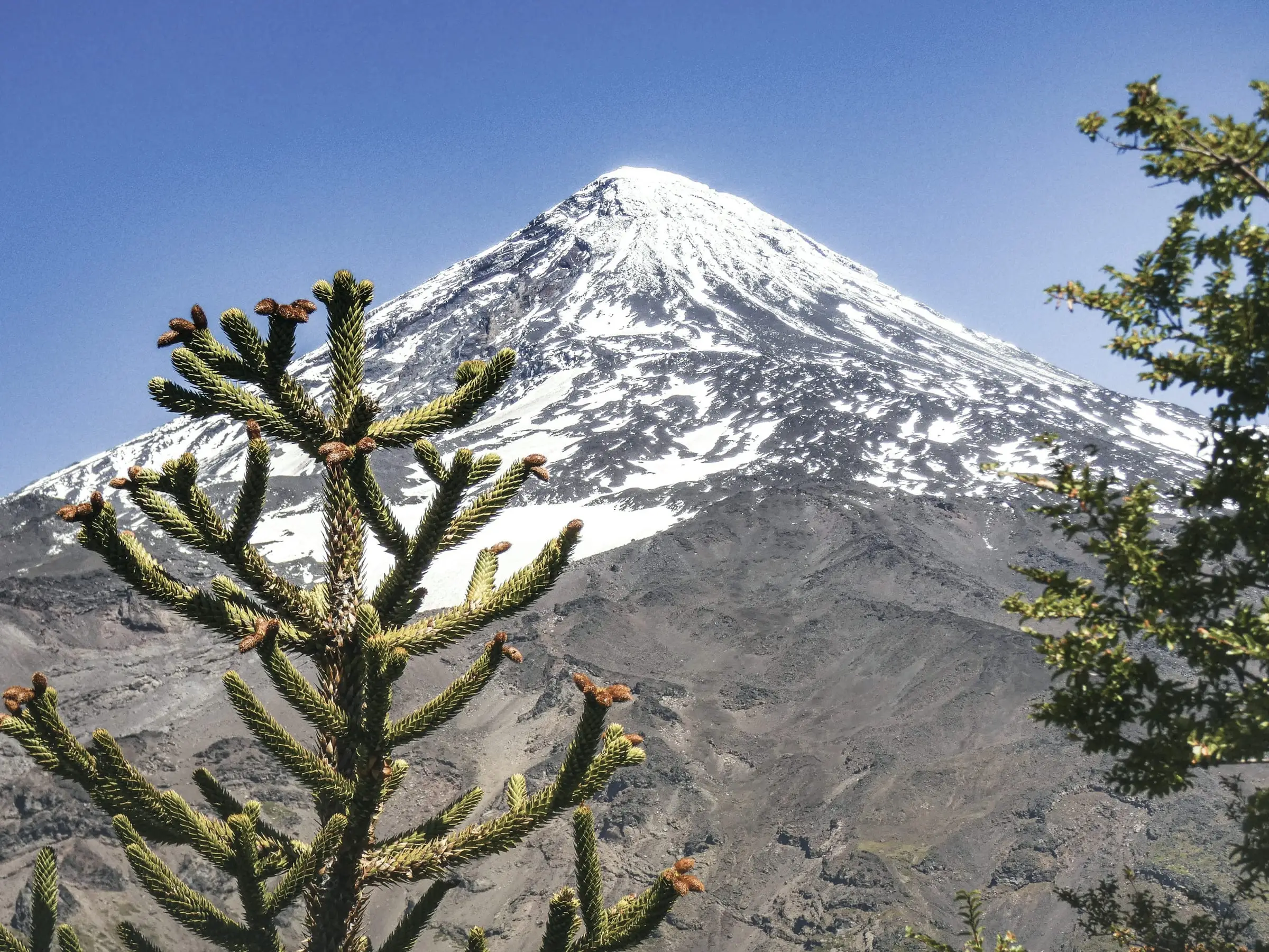 Una rama de araucaria en primer plano y, detrás, un volcán cubierto de nieve.