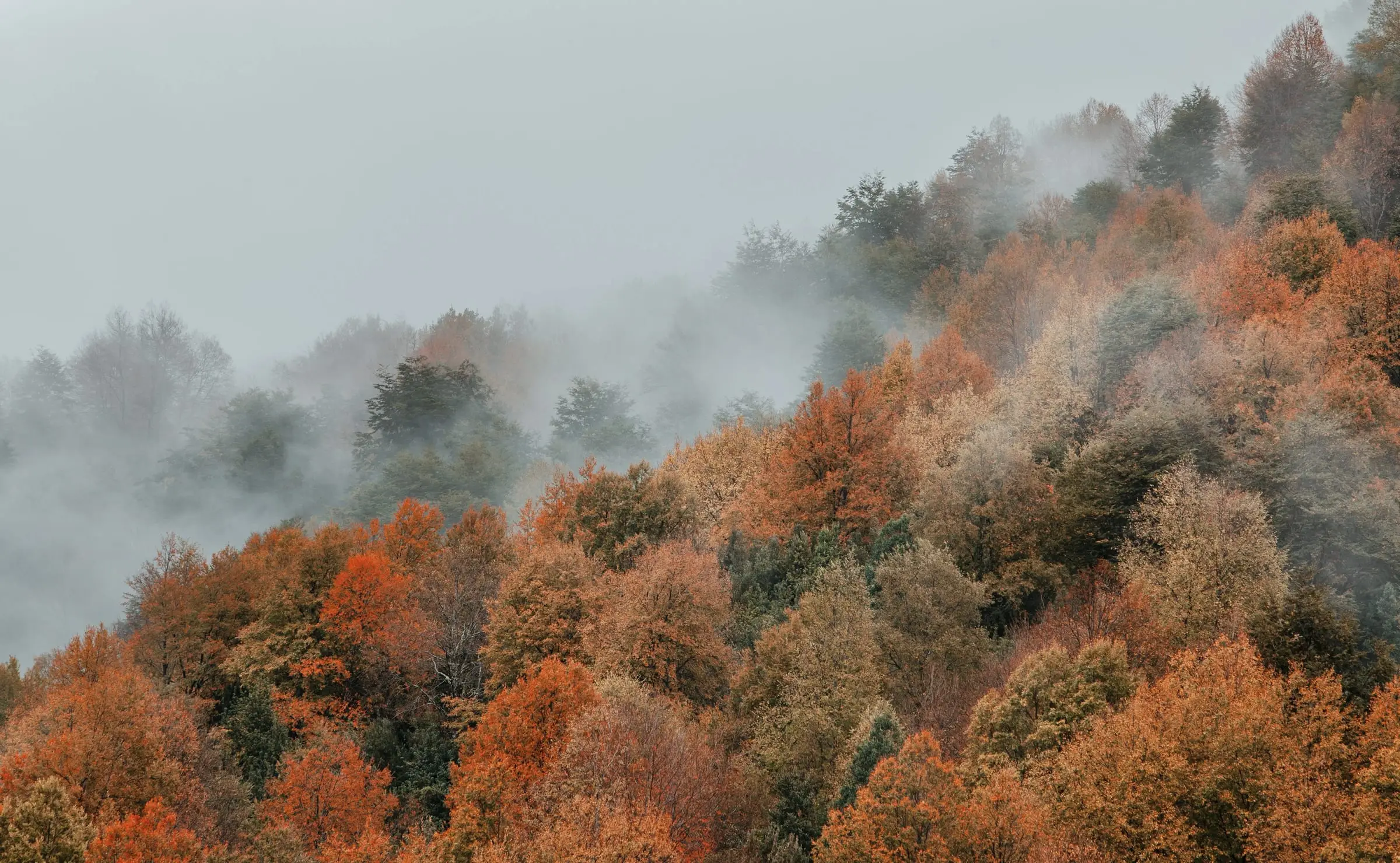 Ladera de bosque en otoño, con árboles rojos y anaranjados, atravesada por bancos de niebla.
