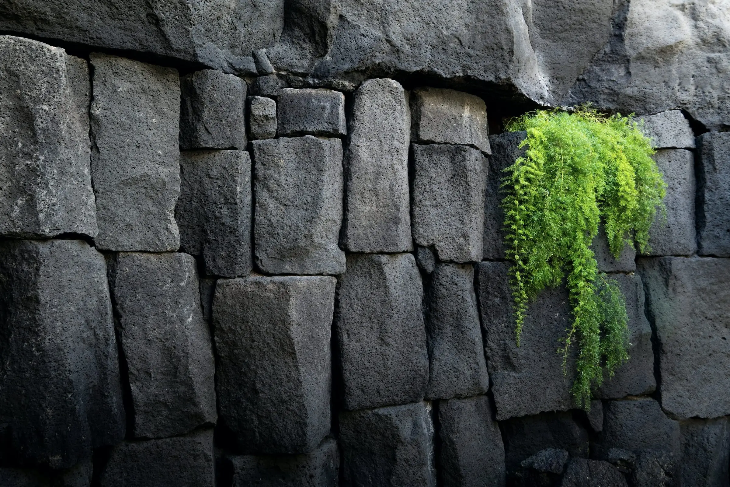 Muro de grandes piedras volcánicas oscuras con un helecho verde que crece en una grieta.